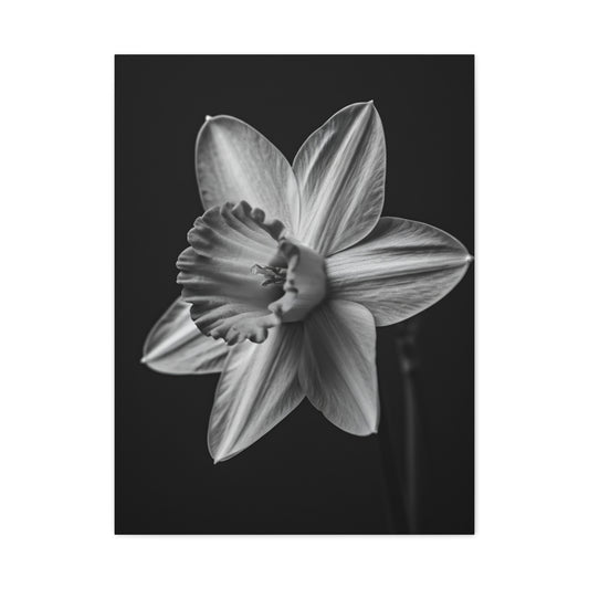 Monochrome Daffodil Grace Wall Art & Canvas Prints