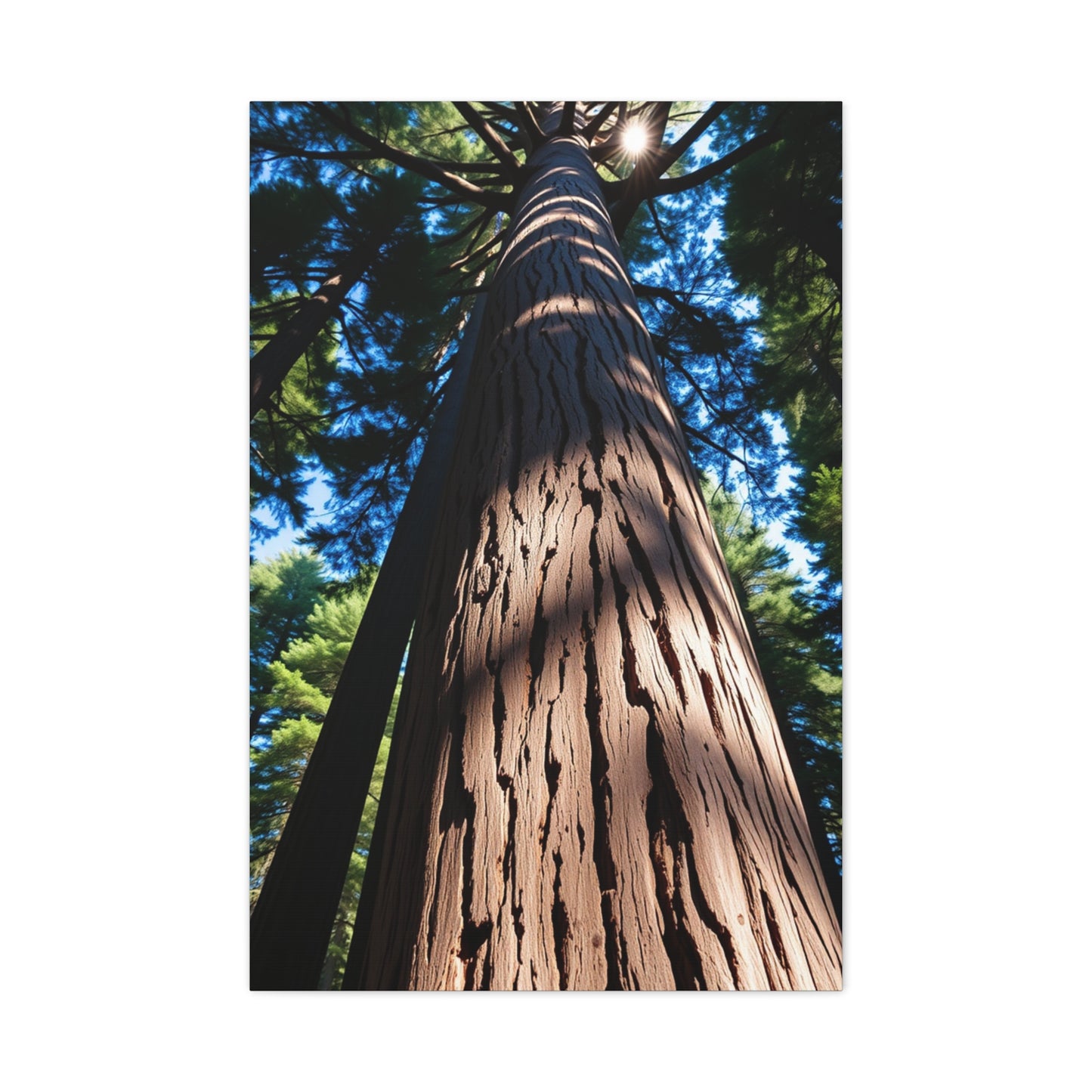Redwood Tree Art Supreme Gallery Wall Art & Canvas Print
