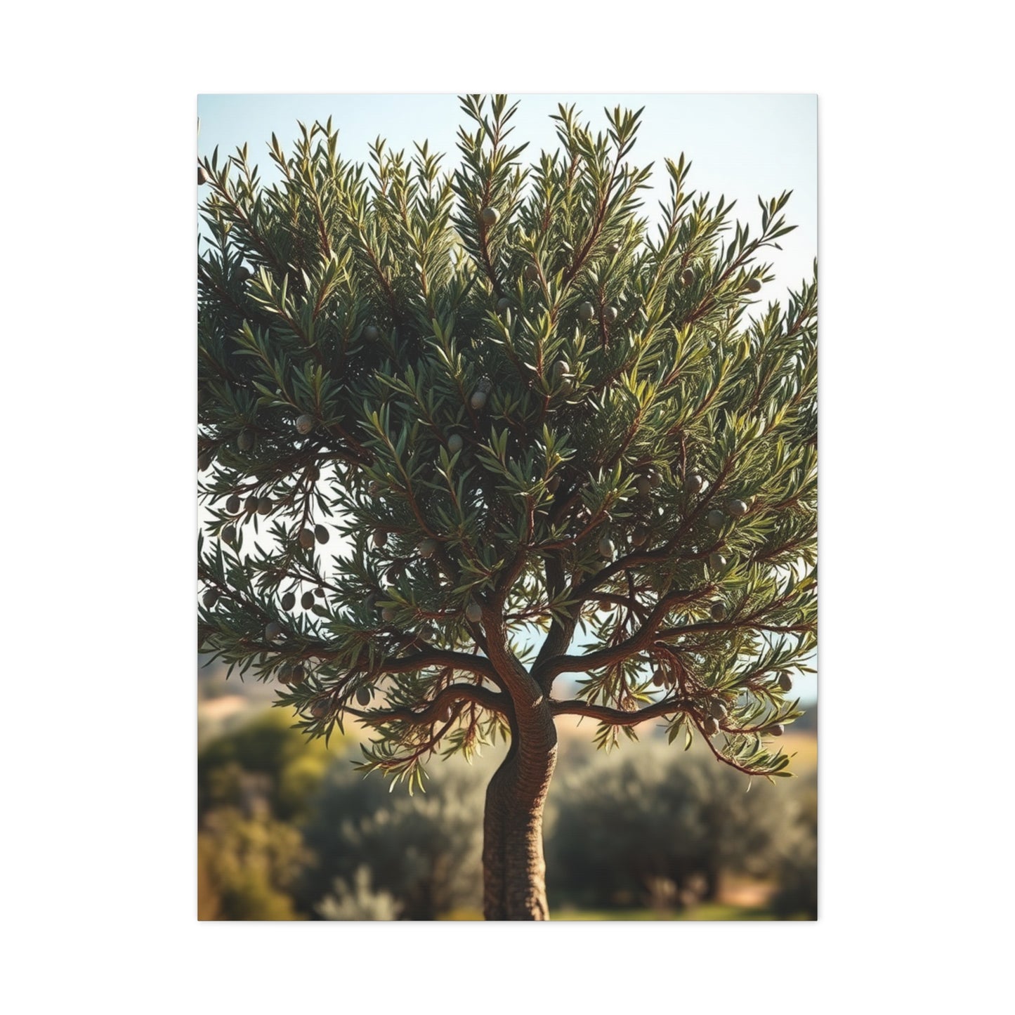 Supreme Olive Tree Art Collection Wall Art & Canvas Print
