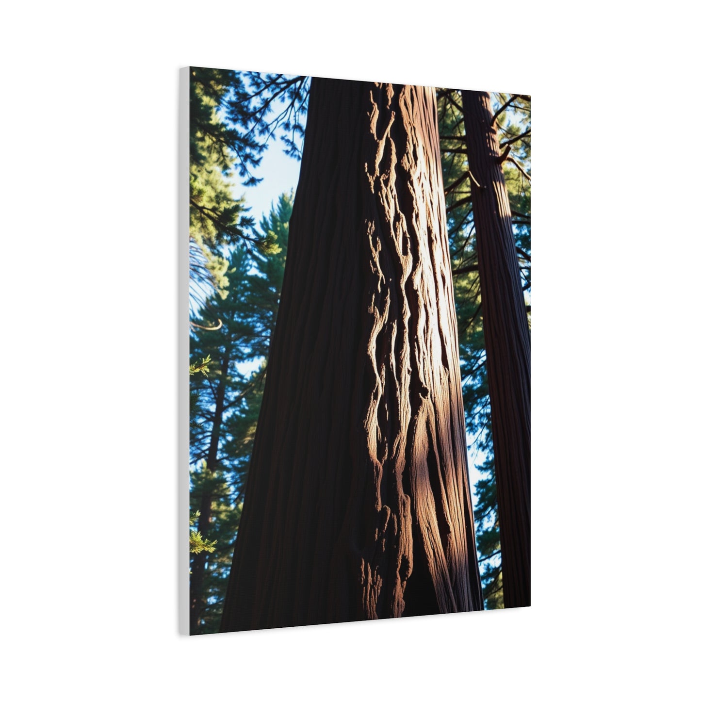 Redwood Tree Art Luxury Canvas Wall Art & Canvas Print