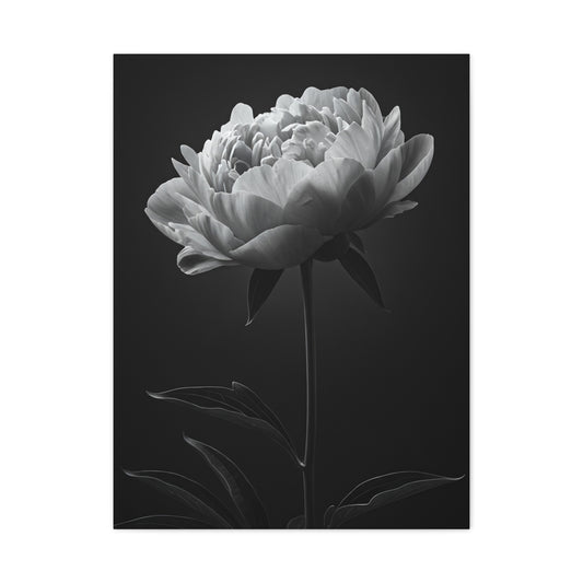 Peony Elegance in Monochrome Wall Art & Canvas Prints