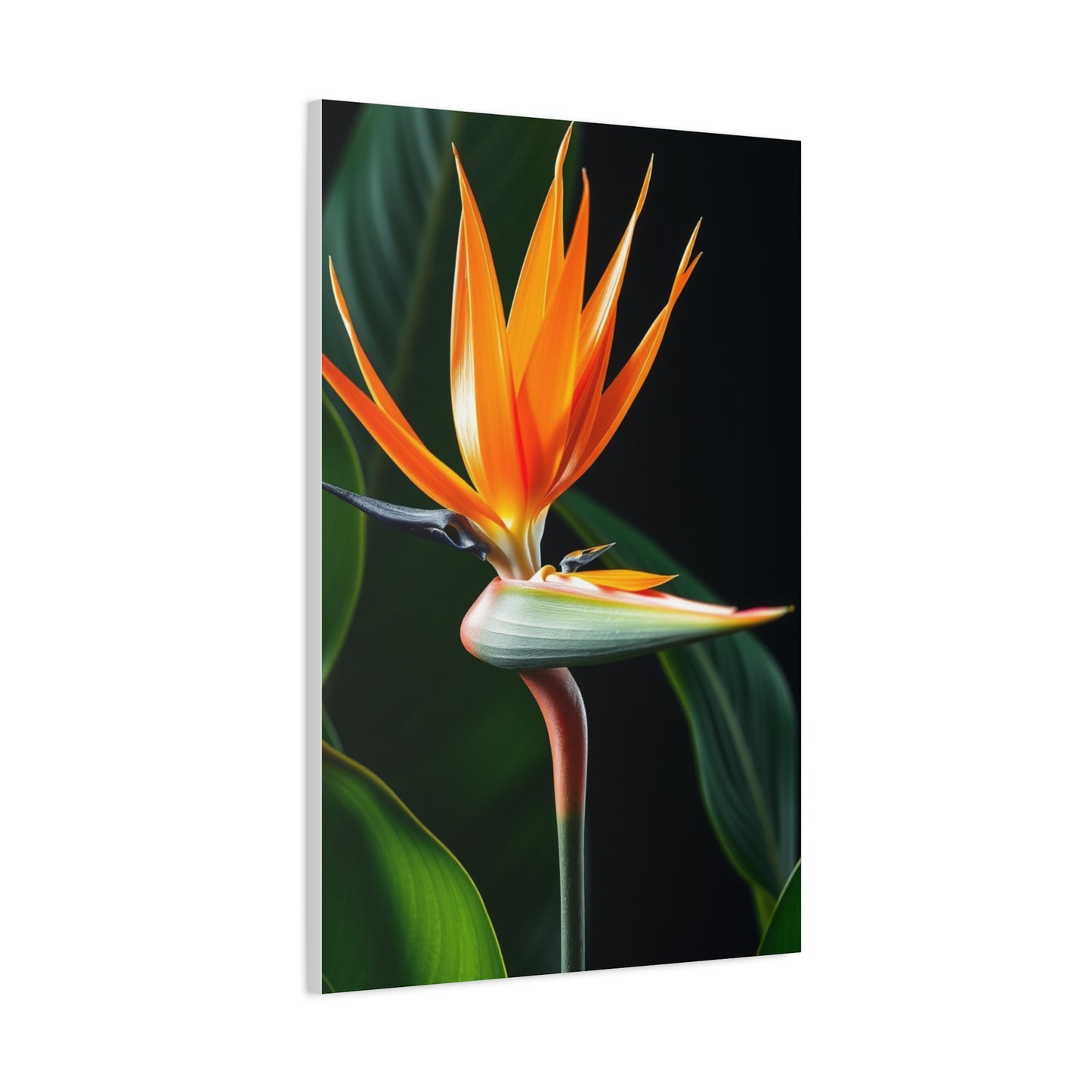 Supreme Bird of Paradise Plant Art Collection Wall Art & Canvas Print