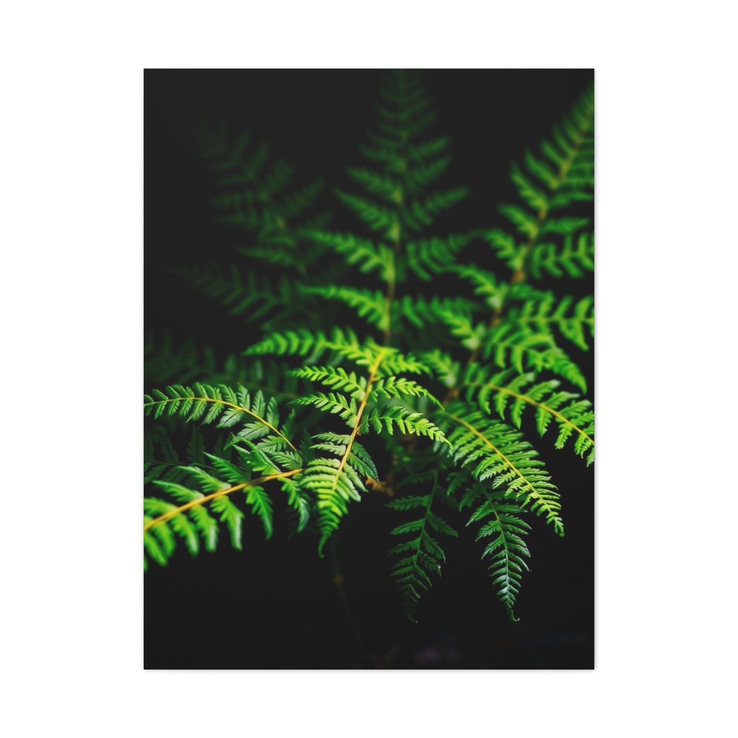 Supreme Fern Art Collection Wall Art & Canvas Print