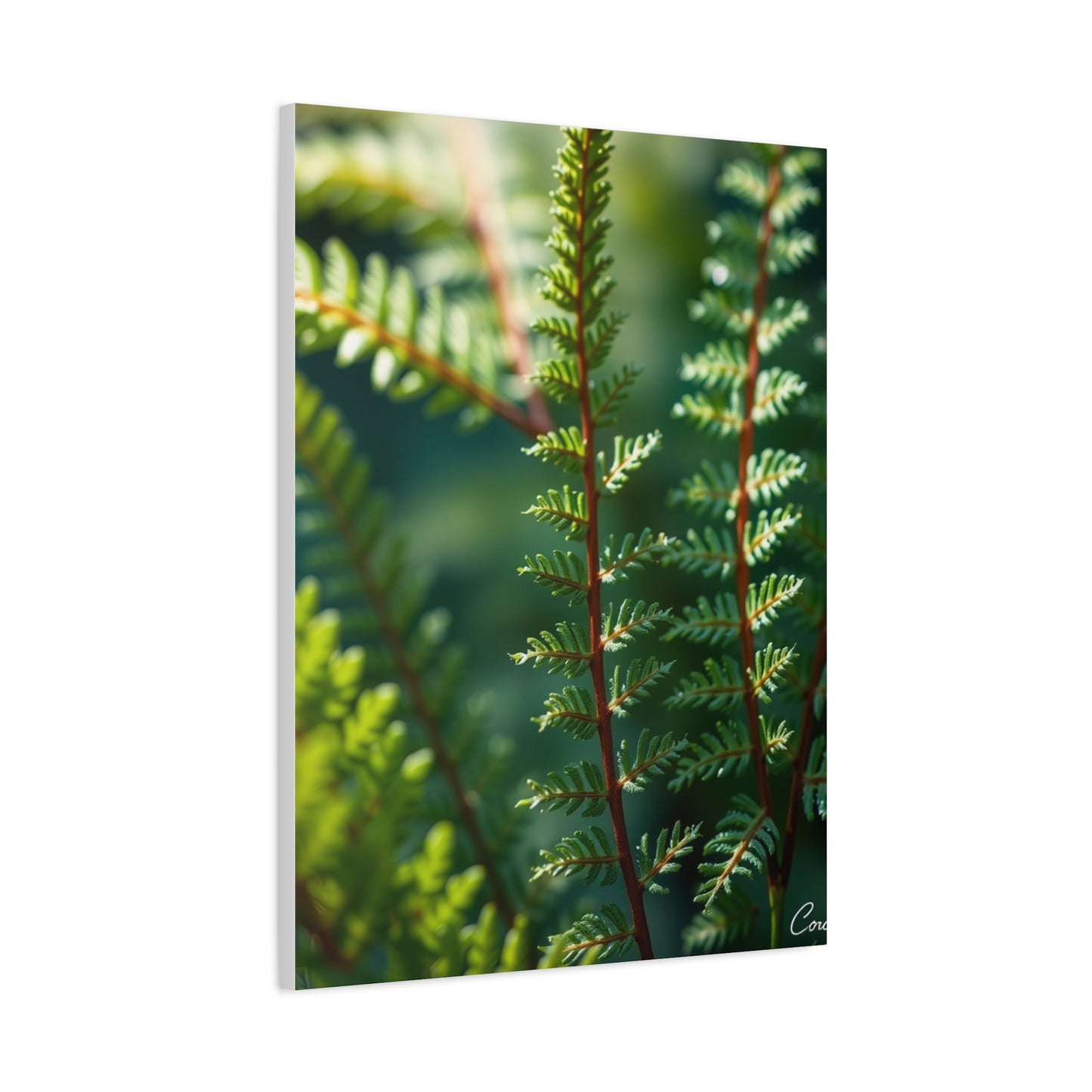 Fern Art Supreme Gallery Wall Art & Canvas Print