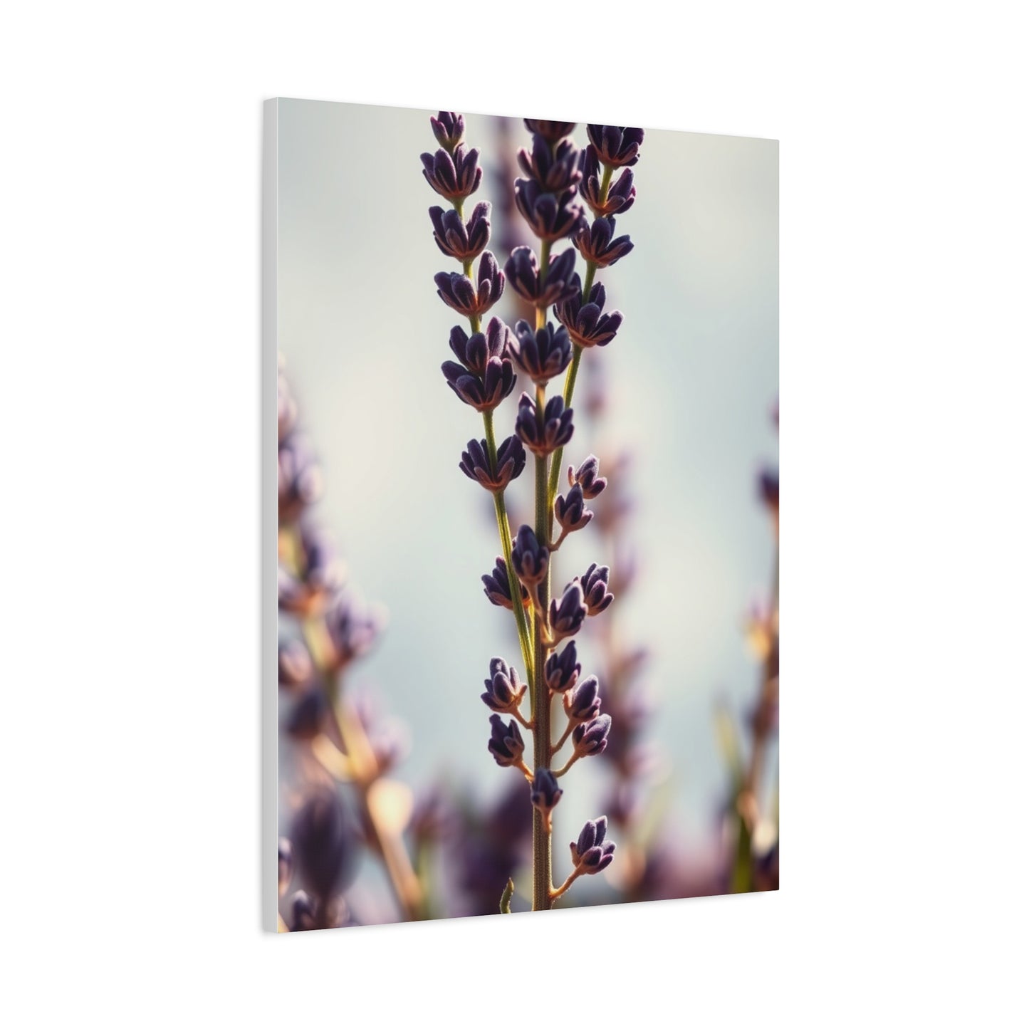 Lavender Herb Art Luxury Canvas Wall Art & Canvas Print