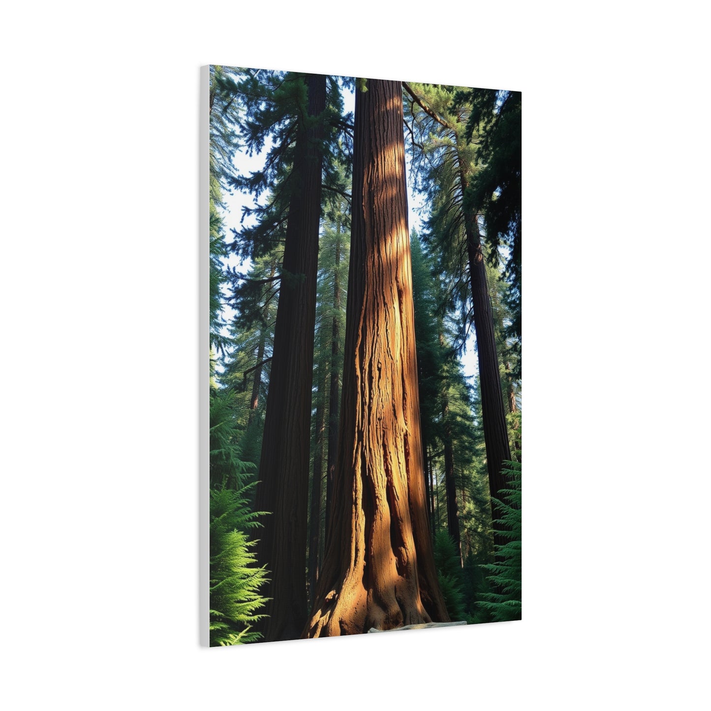 Supreme Redwood Tree Art Collection Wall Art & Canvas Print
