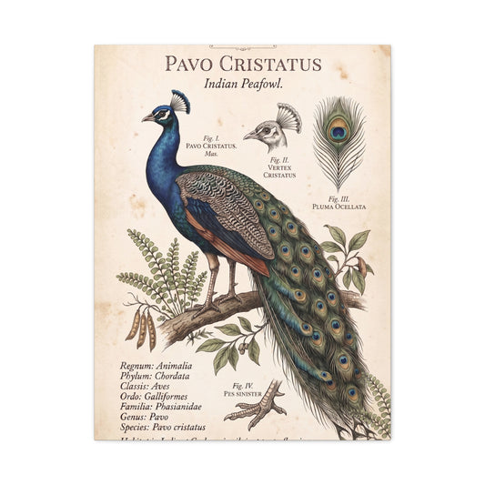 Vintage Natural History Peacock Study Wall Art & Canvas Print