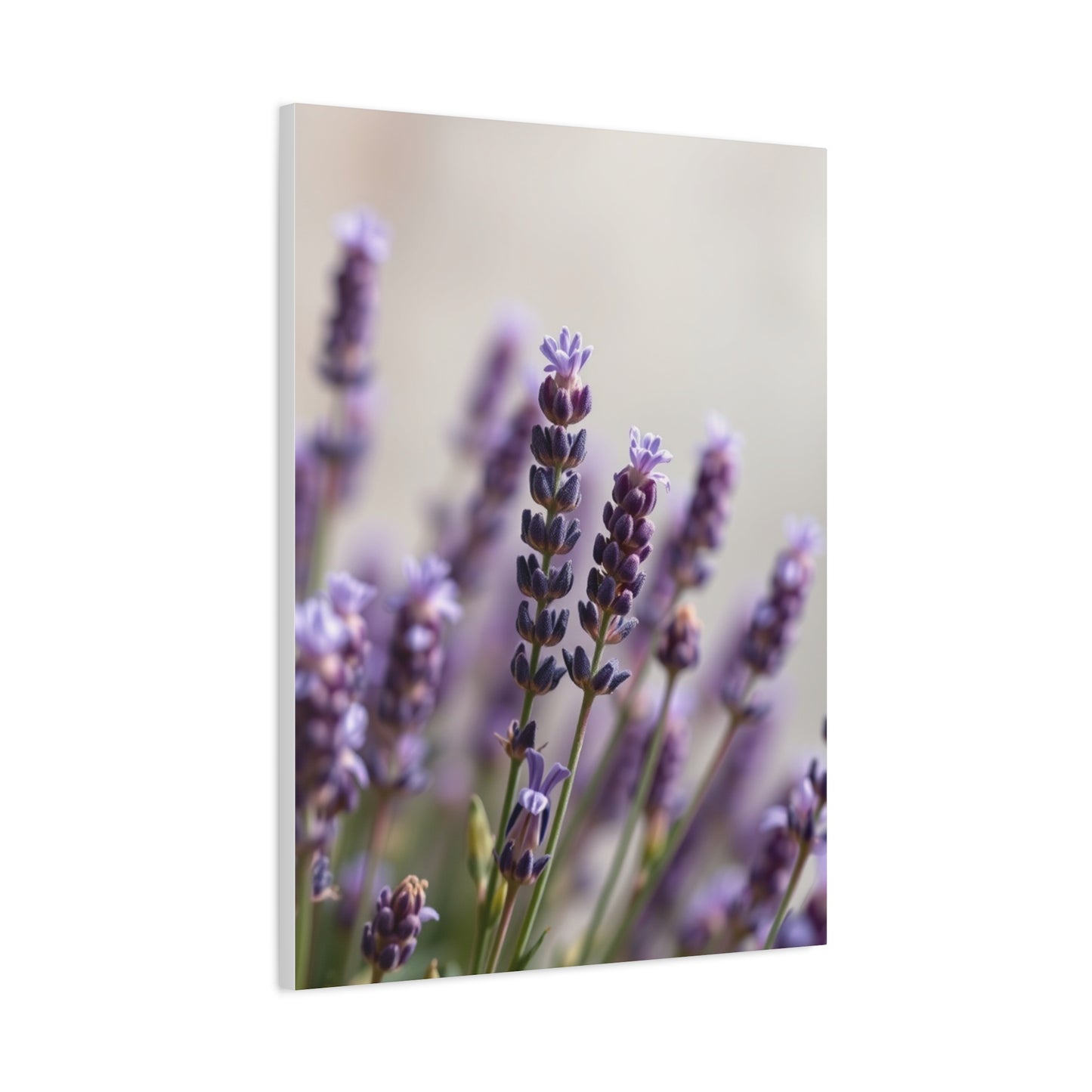 Lavender Herb Art Supreme Gallery Wall Art & Canvas Print
