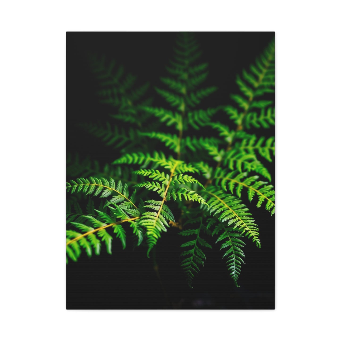 Supreme Fern Art Collection Wall Art & Canvas Print