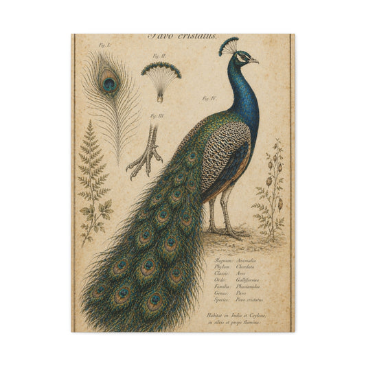 Victorian Scientific Peacock Study Wall Art & Canvas Print