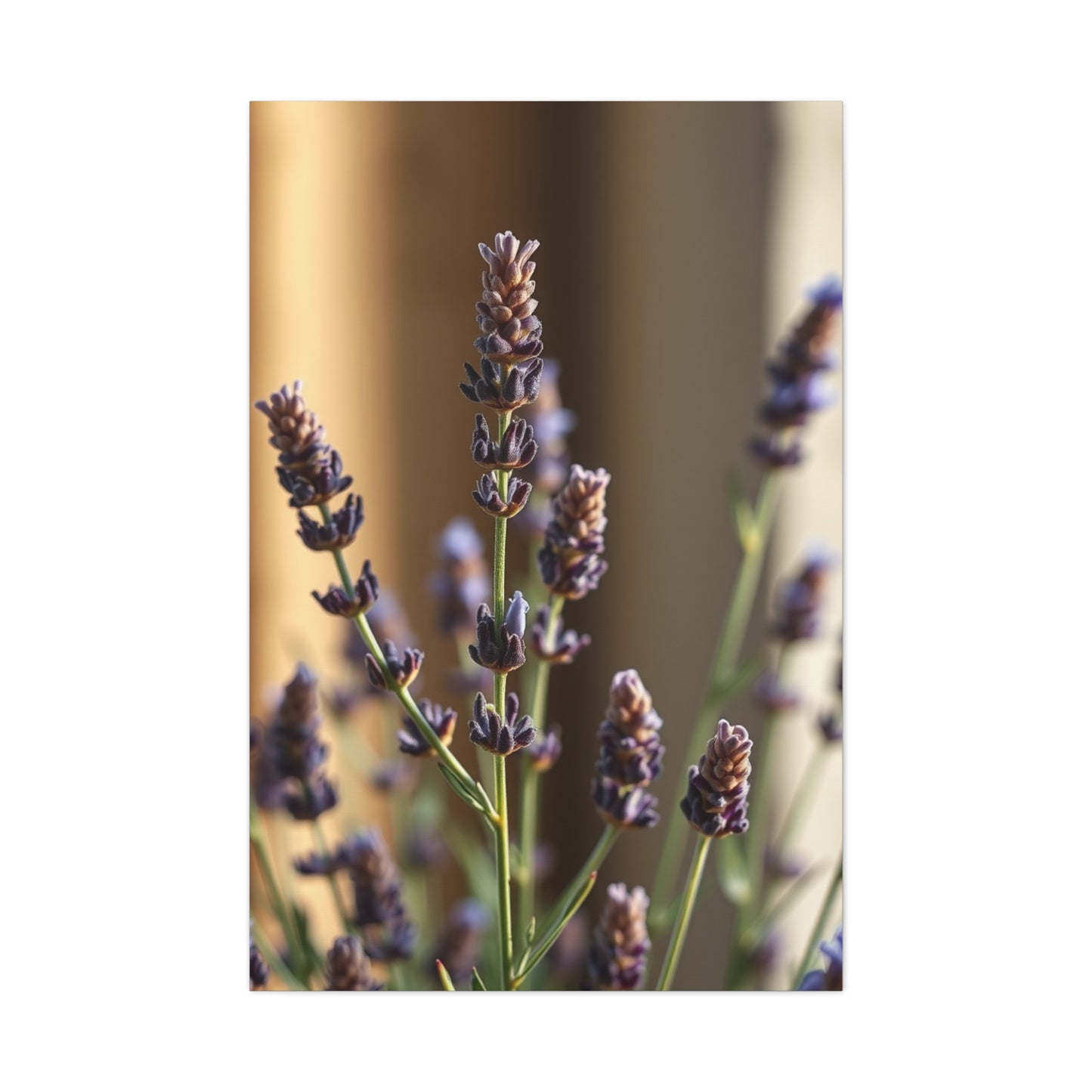 Lavender Herb Art Supreme Gallery Wall Art & Canvas Print