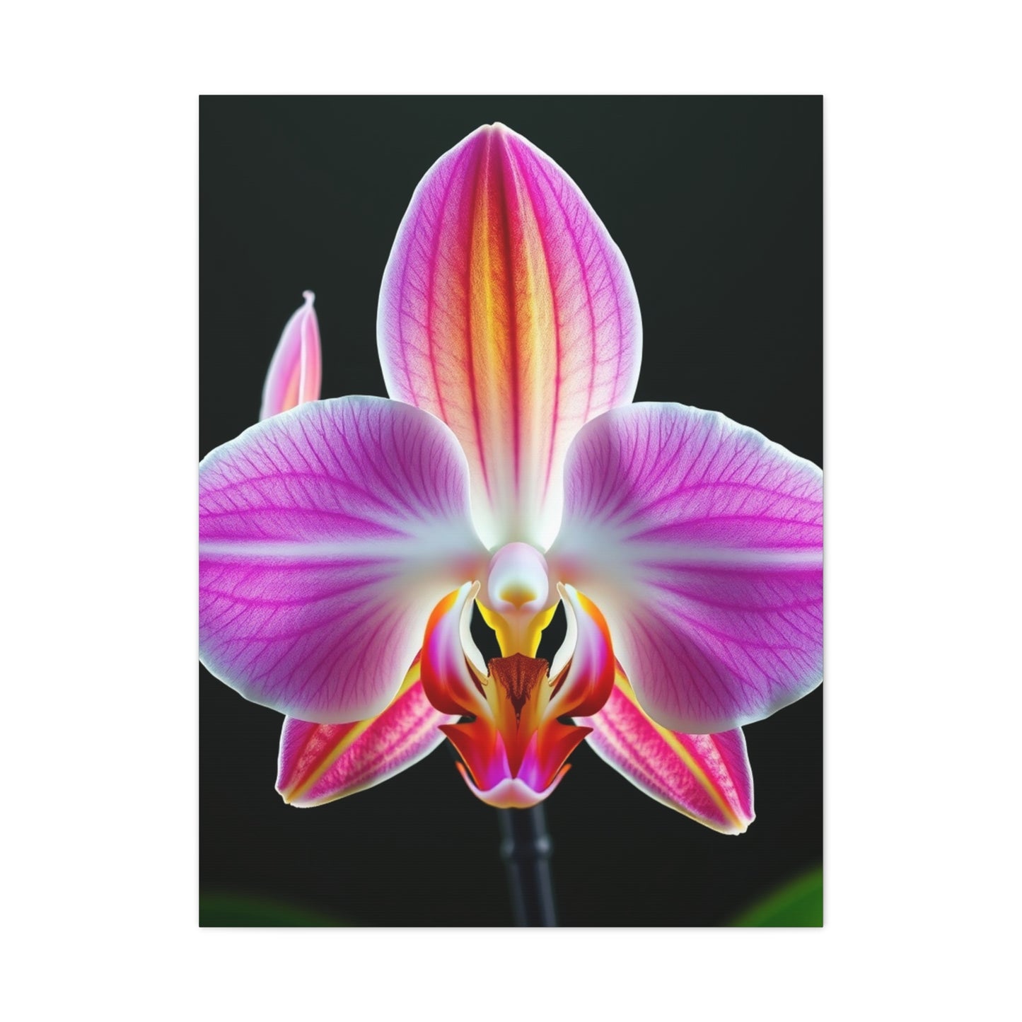 Orchid Flower Art Supreme Gallery Wall Art & Canvas Print
