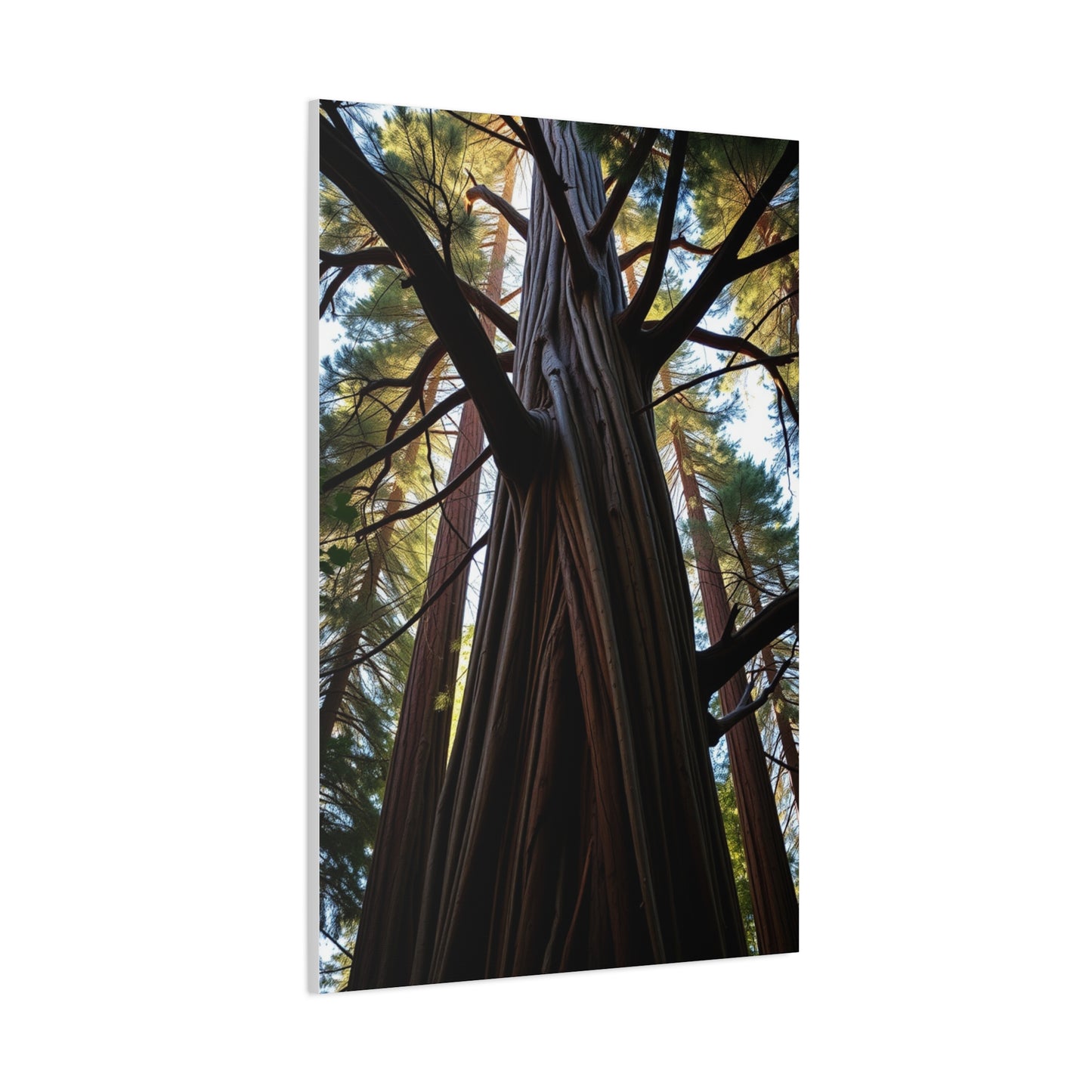 Elite Redwood Tree Art Vision Wall Art & Canvas Print