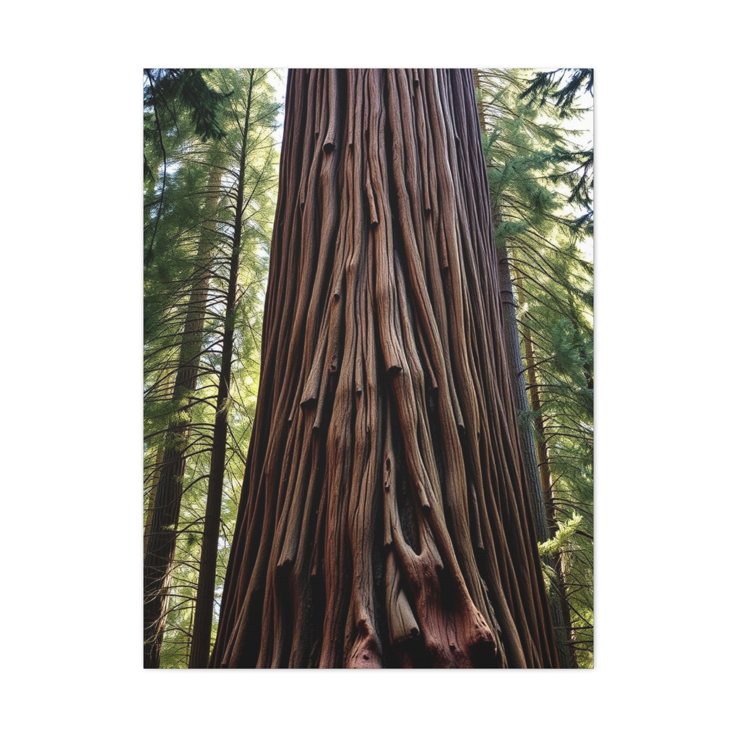 Collection Redwood Tree Art Art Wall Art & Canvas Print