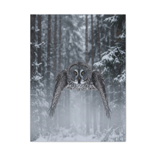 Great Grey Owl Winter Flight Wall Art & Canvas Print