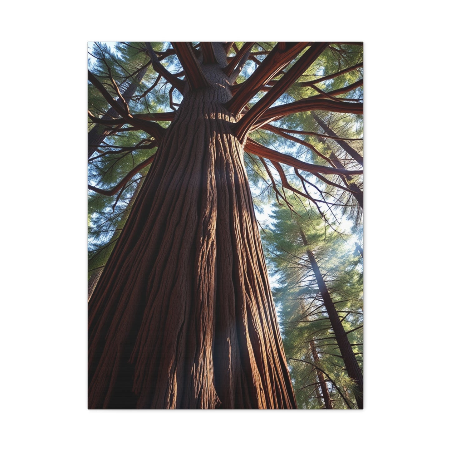 Redwood Tree Art Refined Canvas Wall Art & Canvas Print