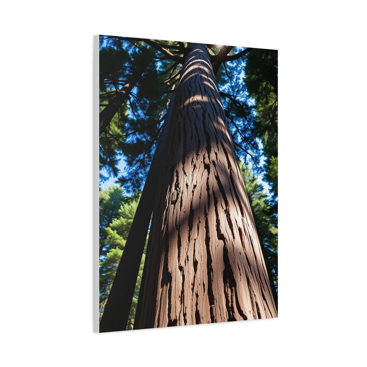 Redwood Tree Art Supreme Gallery Wall Art & Canvas Print
