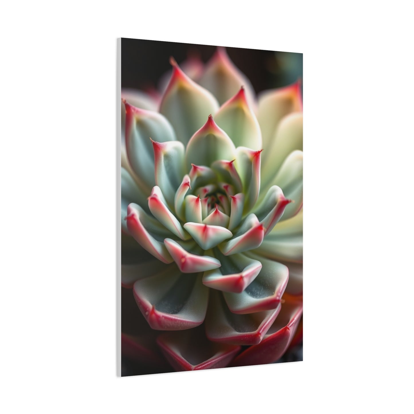 Succulent Art Refined Canvas Wall Art & Canvas Print