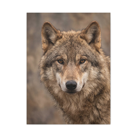 Natural Gray Wolf Close Portrait Wall Art & Canvas Print