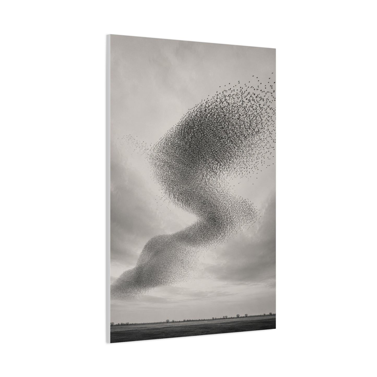 Murmuration Love Formation Monochrome Wall Art & Canvas Print