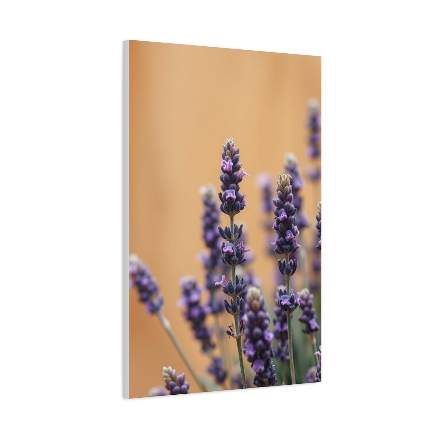 Masterpiece Lavender Herb Art Vision Wall Art & Canvas Print