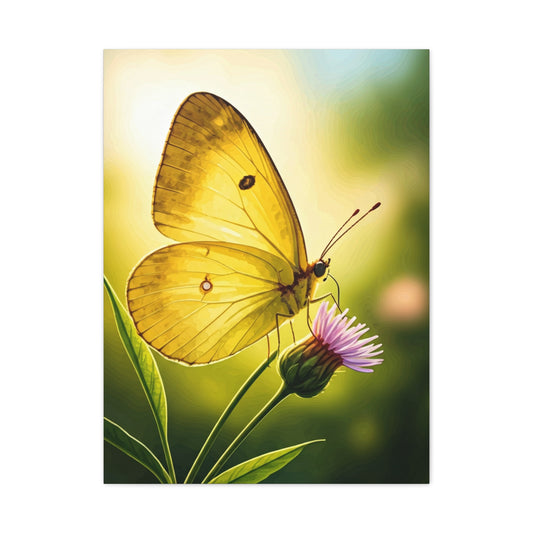 Golden Light Butterfly Close-Up Wall Art & Canvas Prints