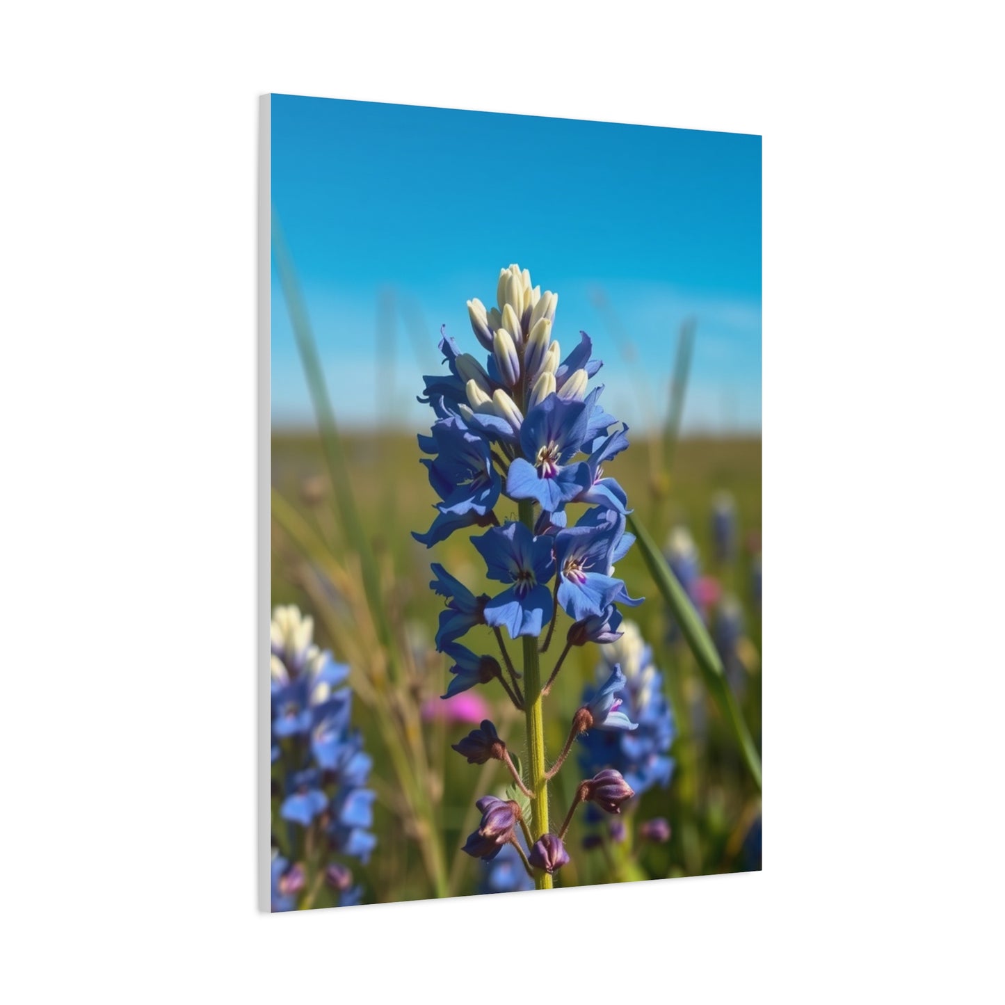 Bluebonnet Flower Art Supreme Gallery Wall Art & Canvas Print