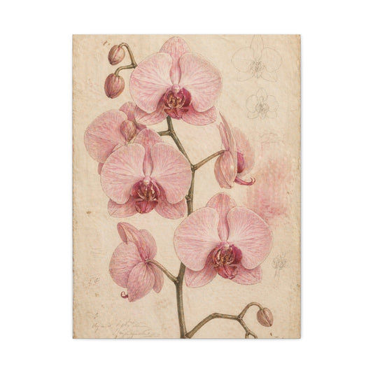 Vintage Orchid Botanical Study Wall Art & Canvas Print