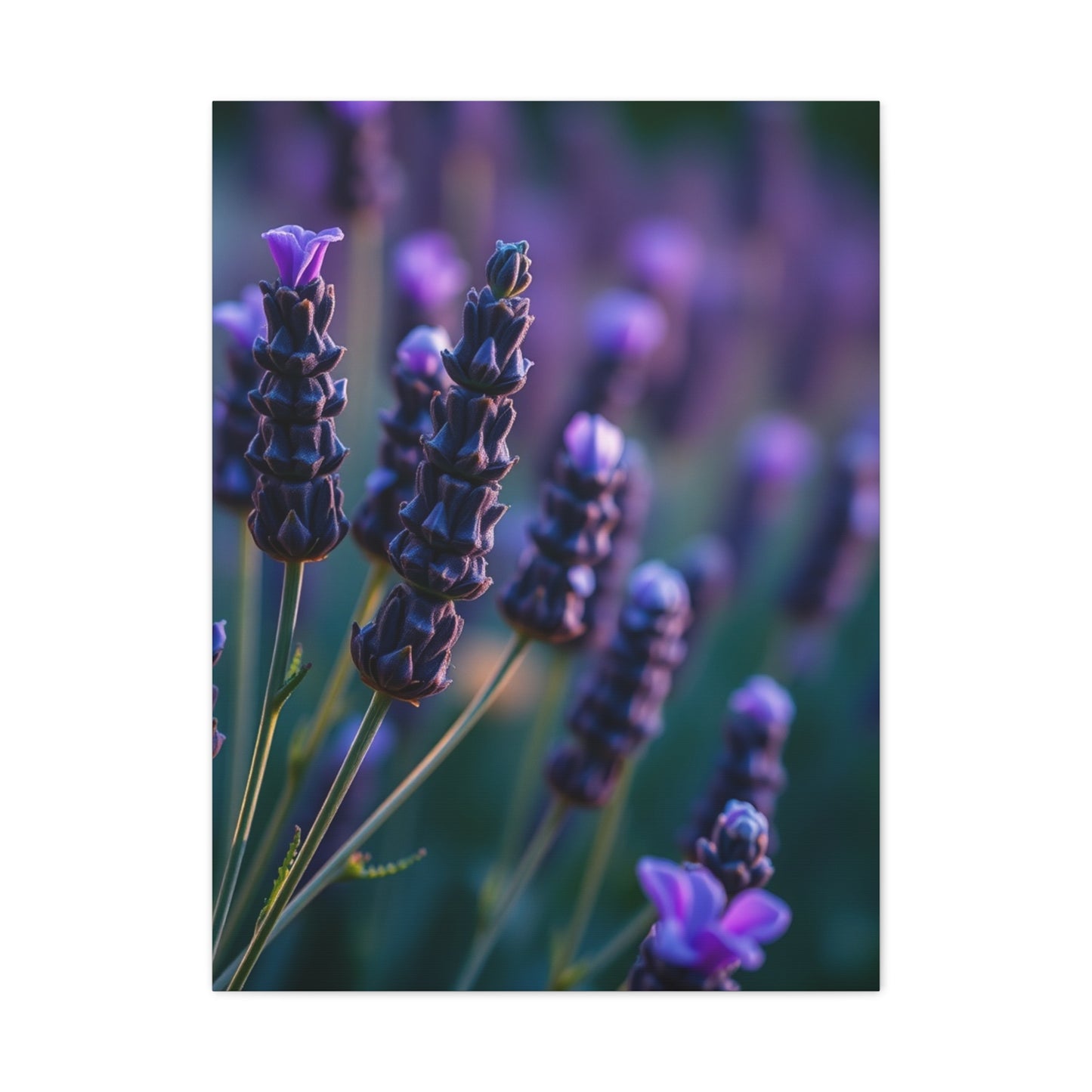 Supreme Lavender Herb Art Collection Wall Art & Canvas Print