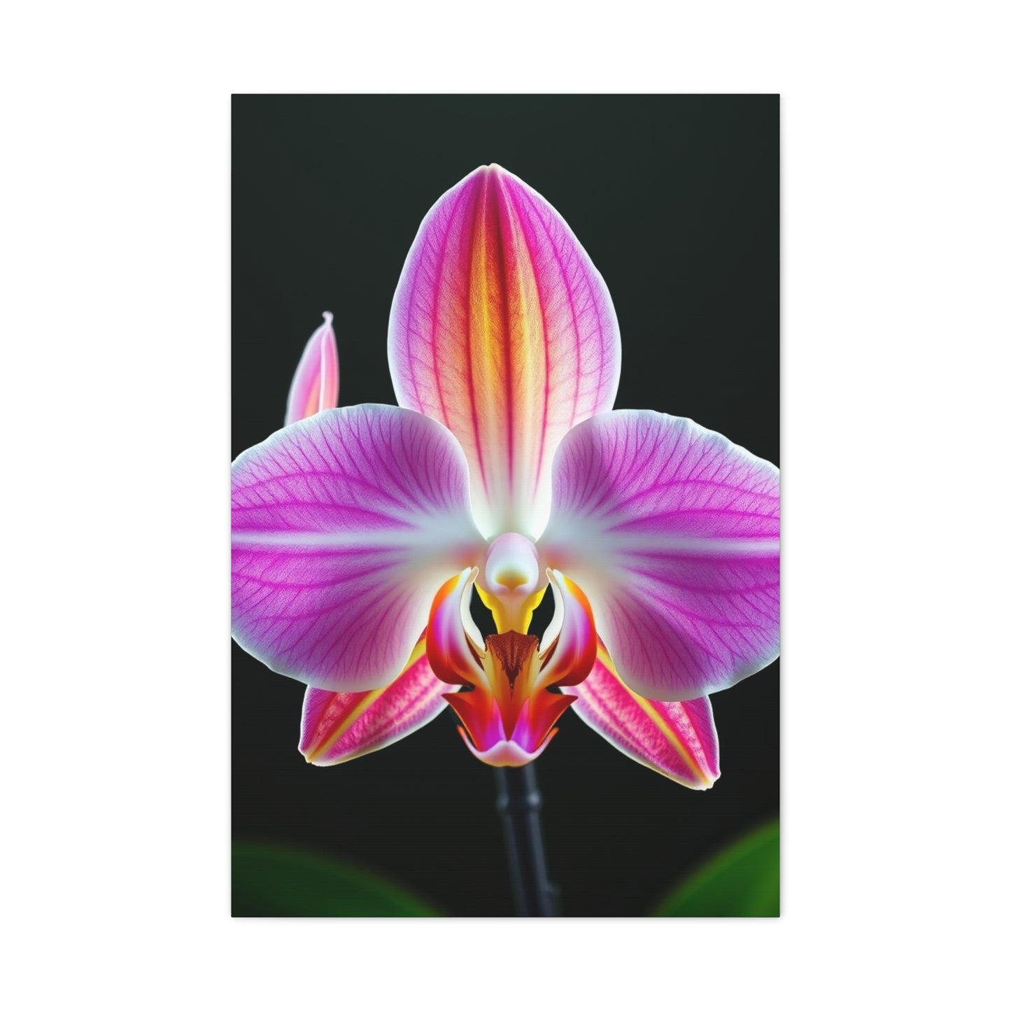 Orchid Flower Art Supreme Gallery Wall Art & Canvas Print