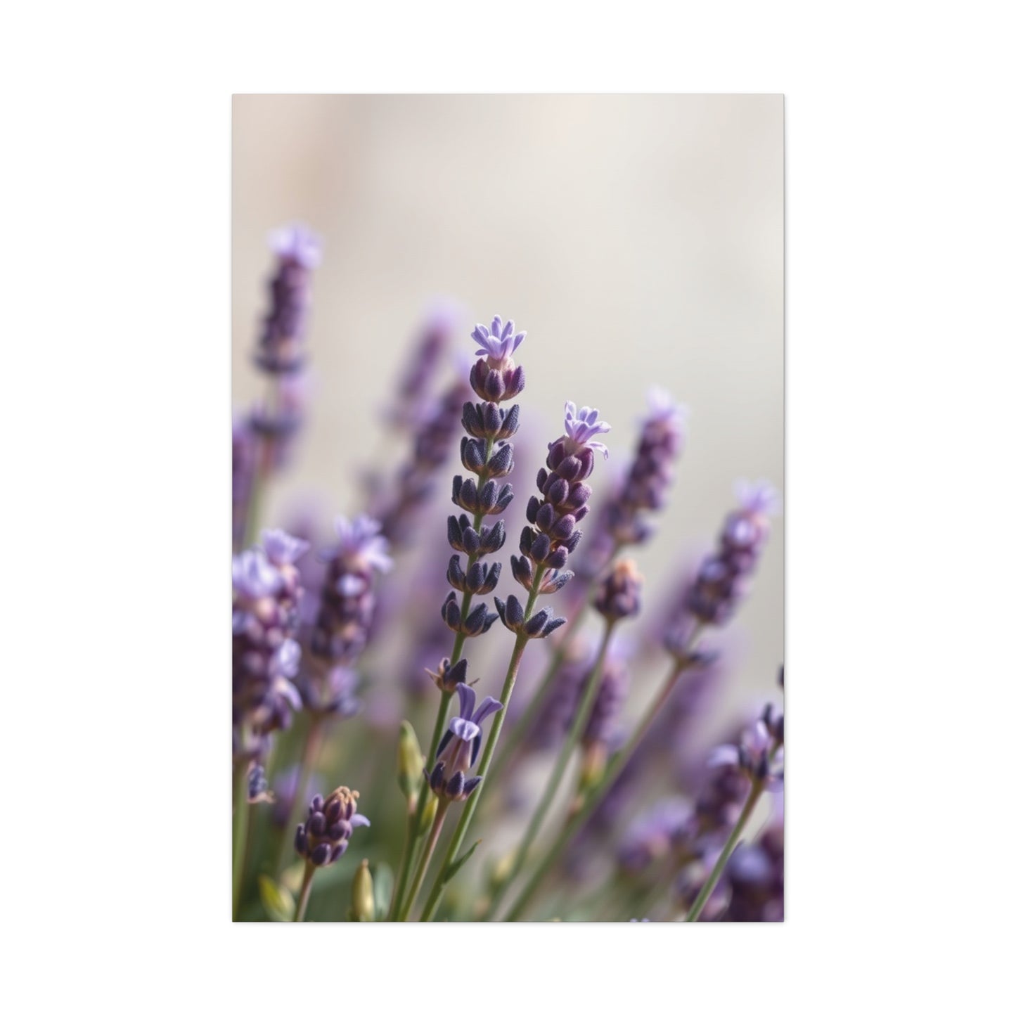 Lavender Herb Art Supreme Gallery Wall Art & Canvas Print