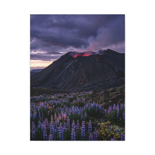 Volcanic Twilight & Wild Lupines Wall Art & Canvas Print
