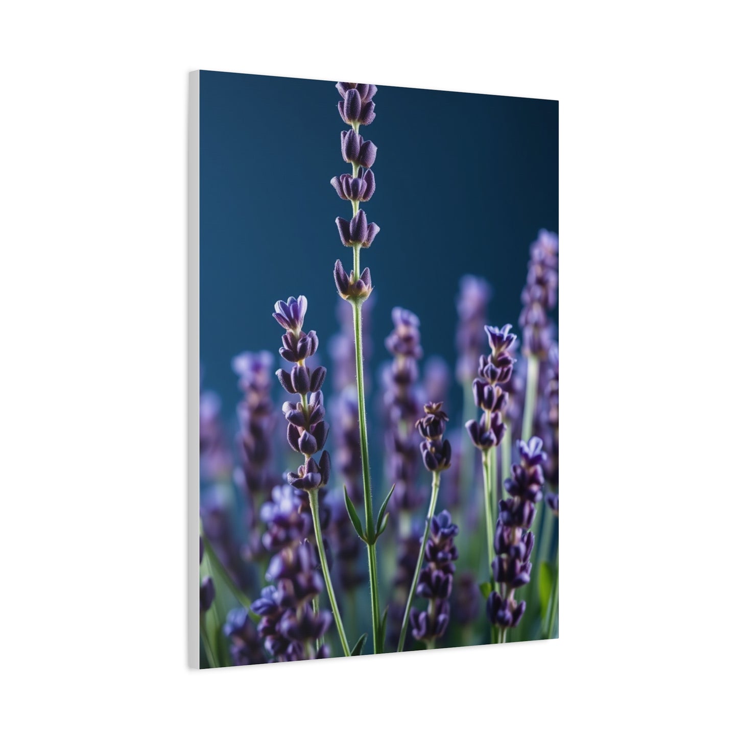 Lavender Herb Art Refined Canvas Wall Art & Canvas Print