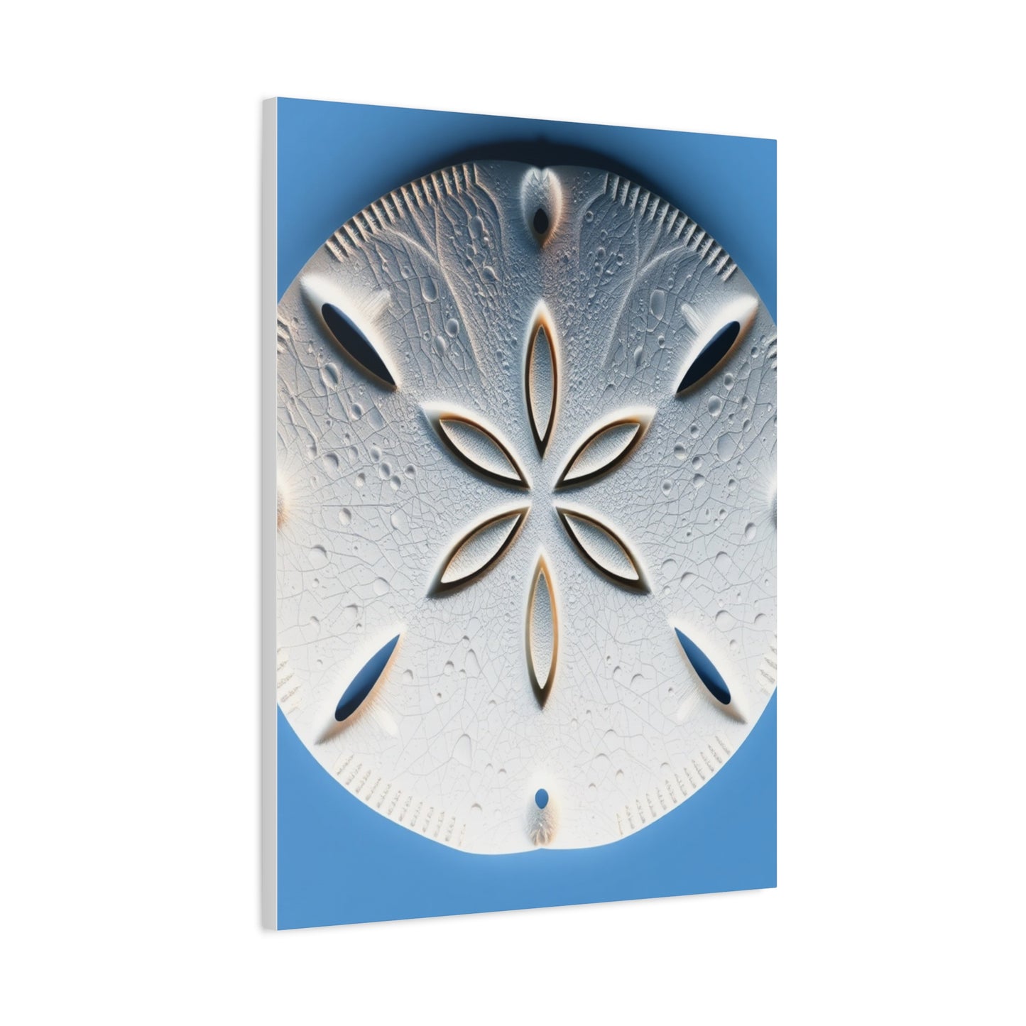 Sand Dollar Art Supreme Gallery Wall Art & Canvas Print