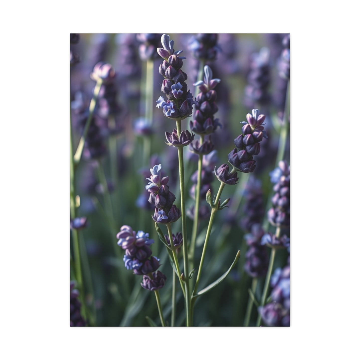 Supreme Lavender Herb Art Collection Wall Art & Canvas Print