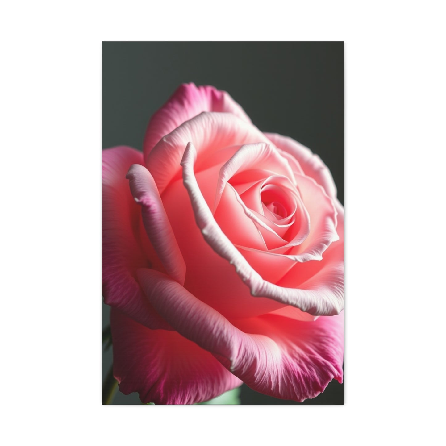 Supreme Rose Flower Art Collection Wall Art & Canvas Print
