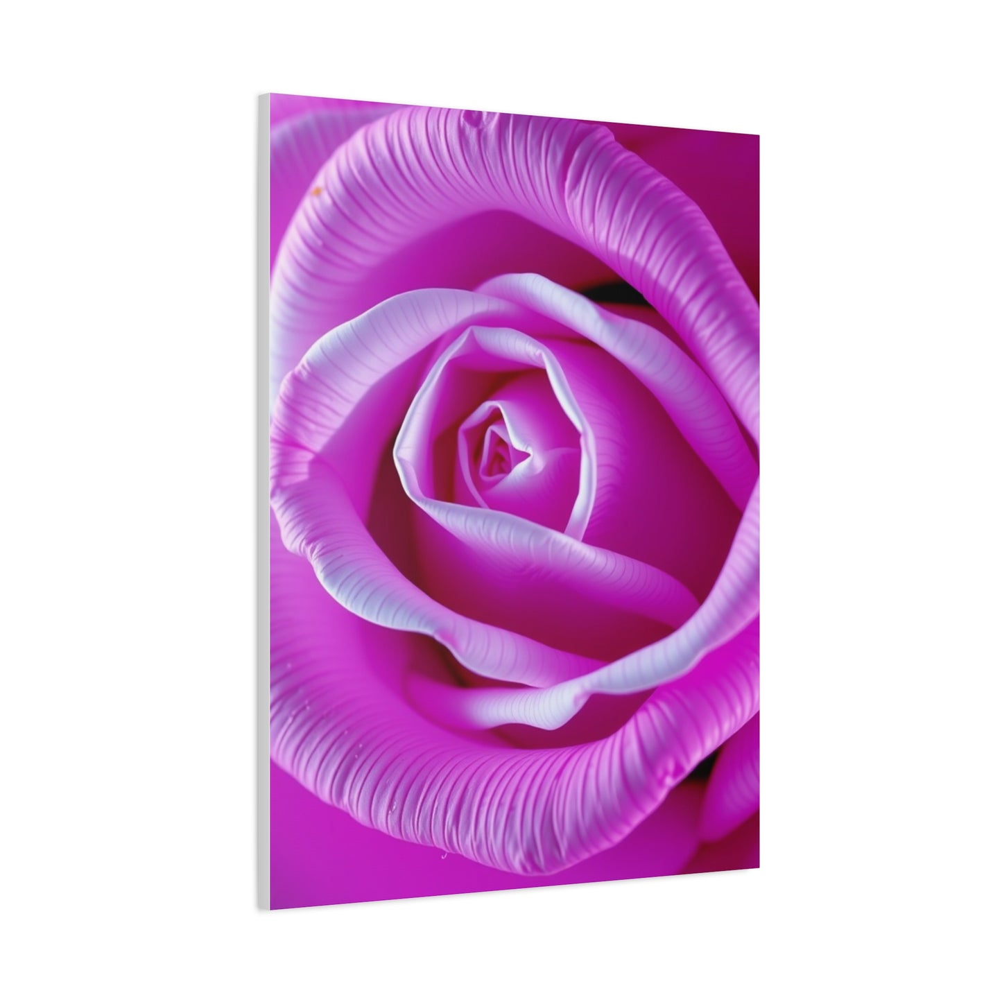 Rose Art Supreme Gallery Wall Art & Canvas Print
