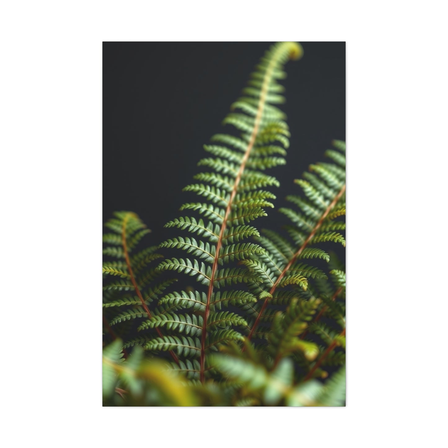 Fern Art Supreme Gallery Wall Art & Canvas Print