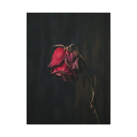 Withered Crimson Rose Still Life Wall Art & Canvas Print