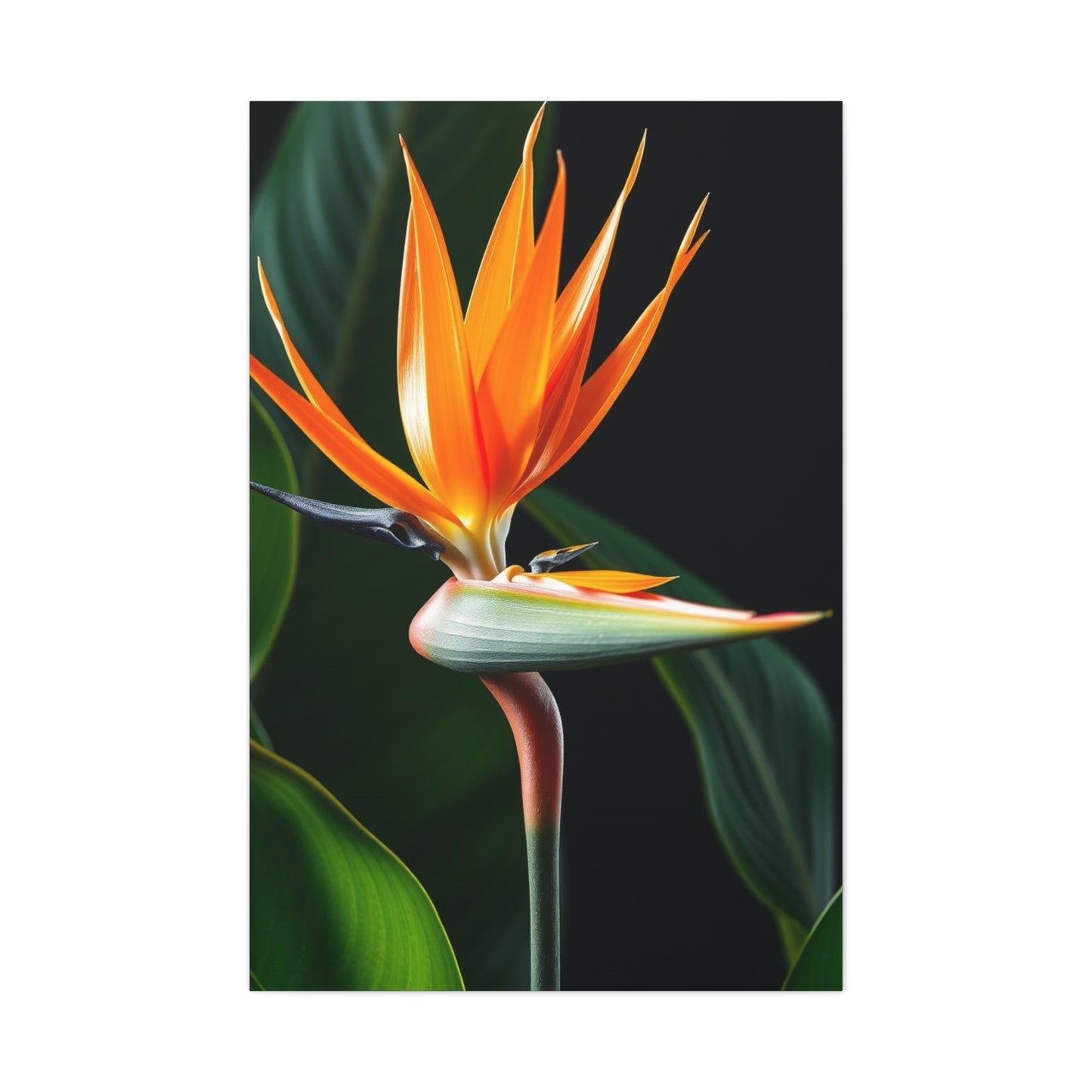 Supreme Bird of Paradise Plant Art Collection Wall Art & Canvas Print