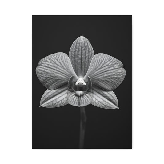 Orchid Serenity Study Wall Art & Canvas Prints