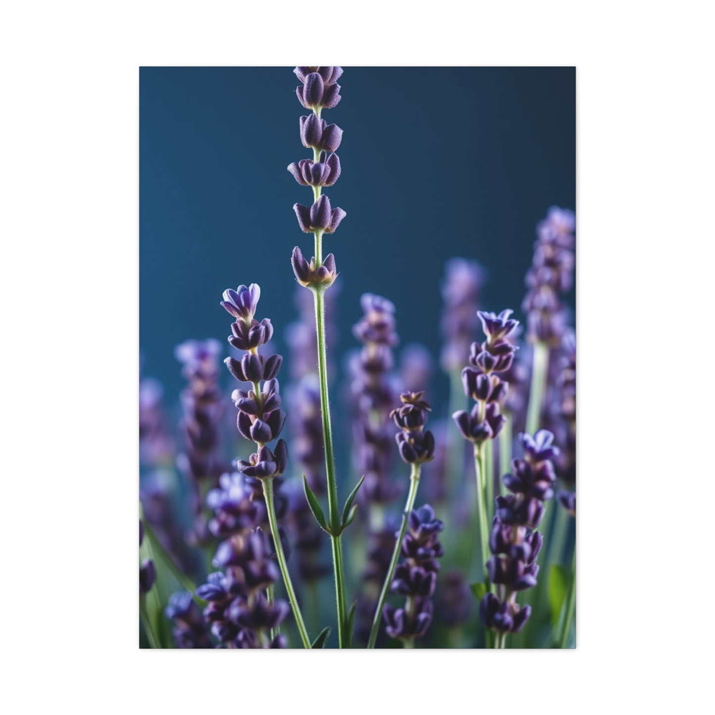Lavender Herb Art Refined Canvas Wall Art & Canvas Print