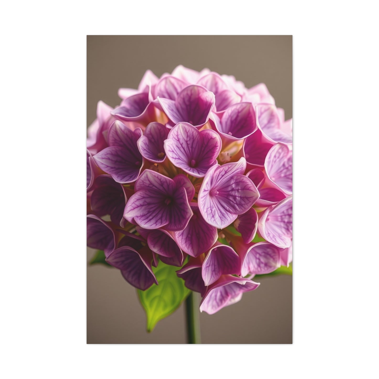 Collection Hydrangea Flower Art Art Wall Art & Canvas Print