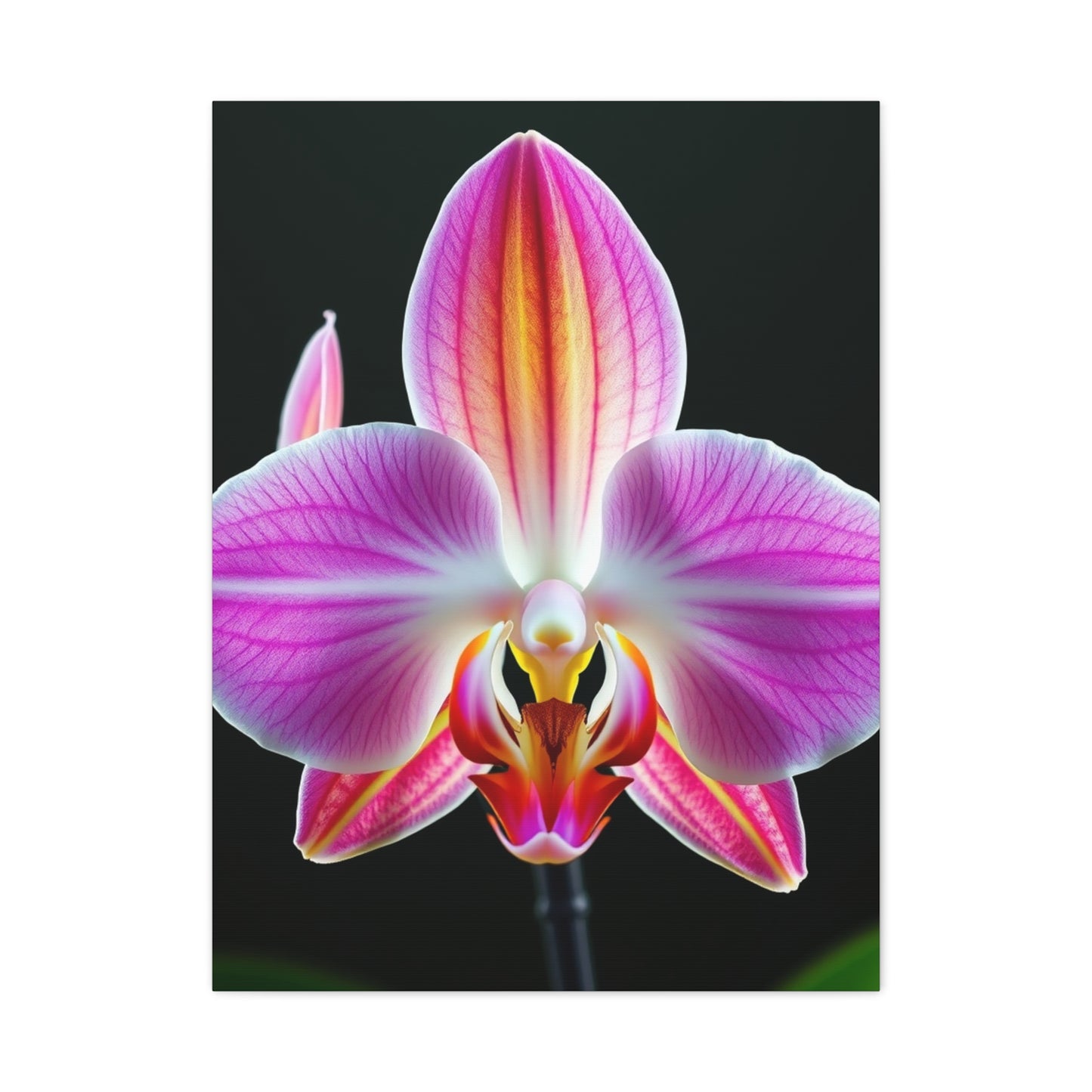 Orchid Flower Art Supreme Gallery Wall Art & Canvas Print