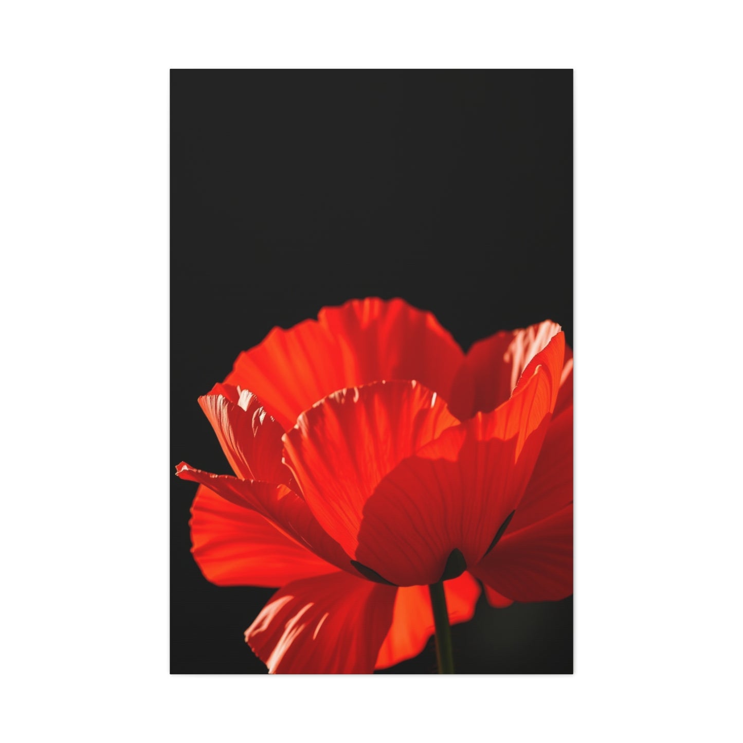 Supreme Poppy Flower Art Collection Wall Art & Canvas Print