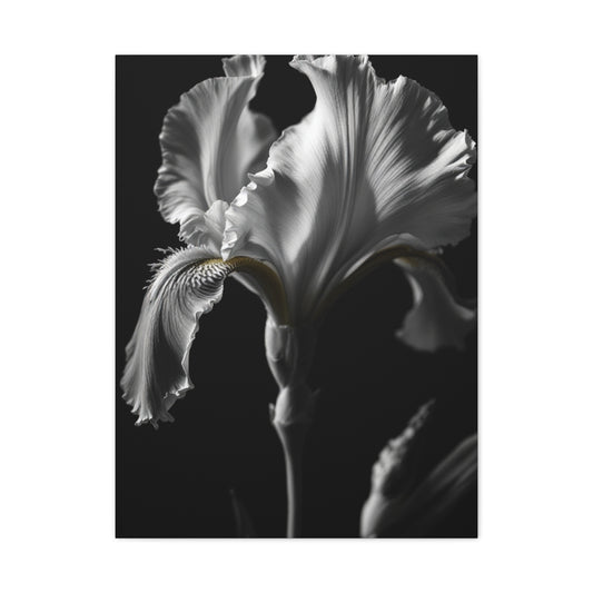 Elegant Iris in Shadowed Light Wall Art & Canvas Prints