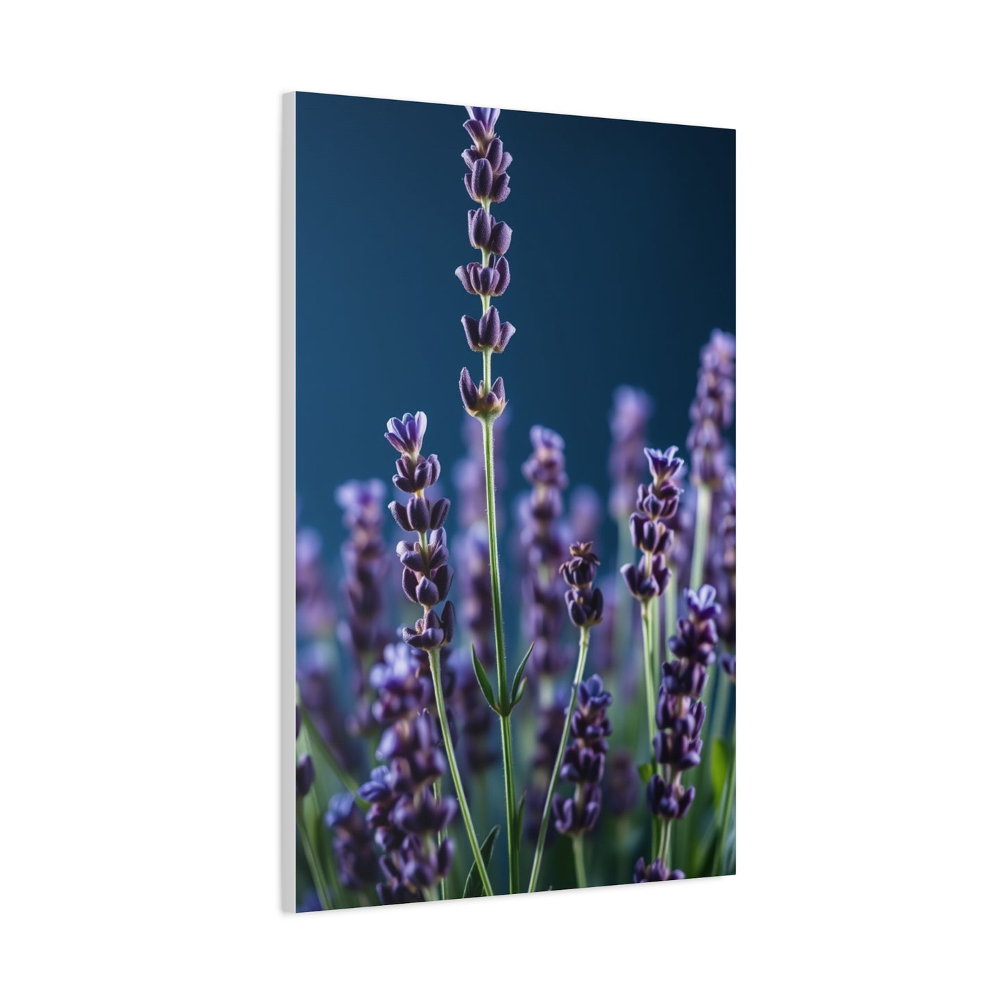 Lavender Herb Art Refined Canvas Wall Art & Canvas Print