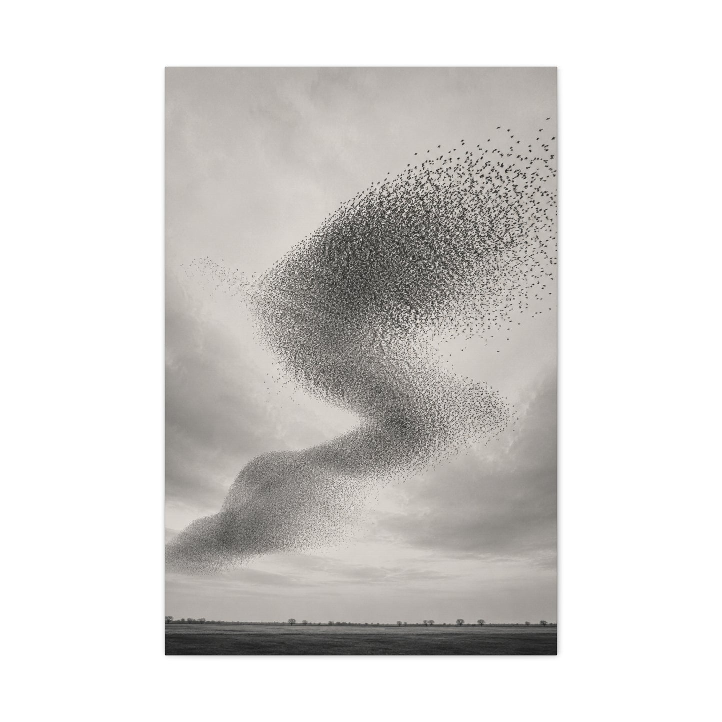 Murmuration Love Formation Monochrome Wall Art & Canvas Print