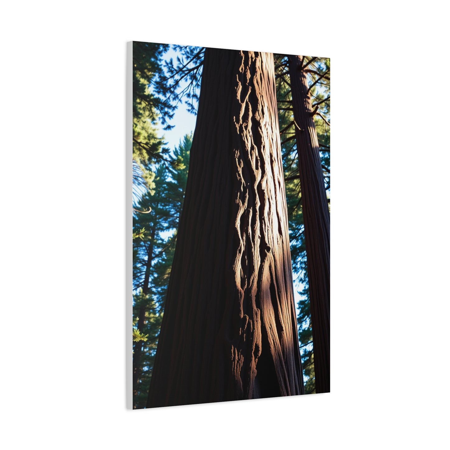 Redwood Tree Art Luxury Canvas Wall Art & Canvas Print