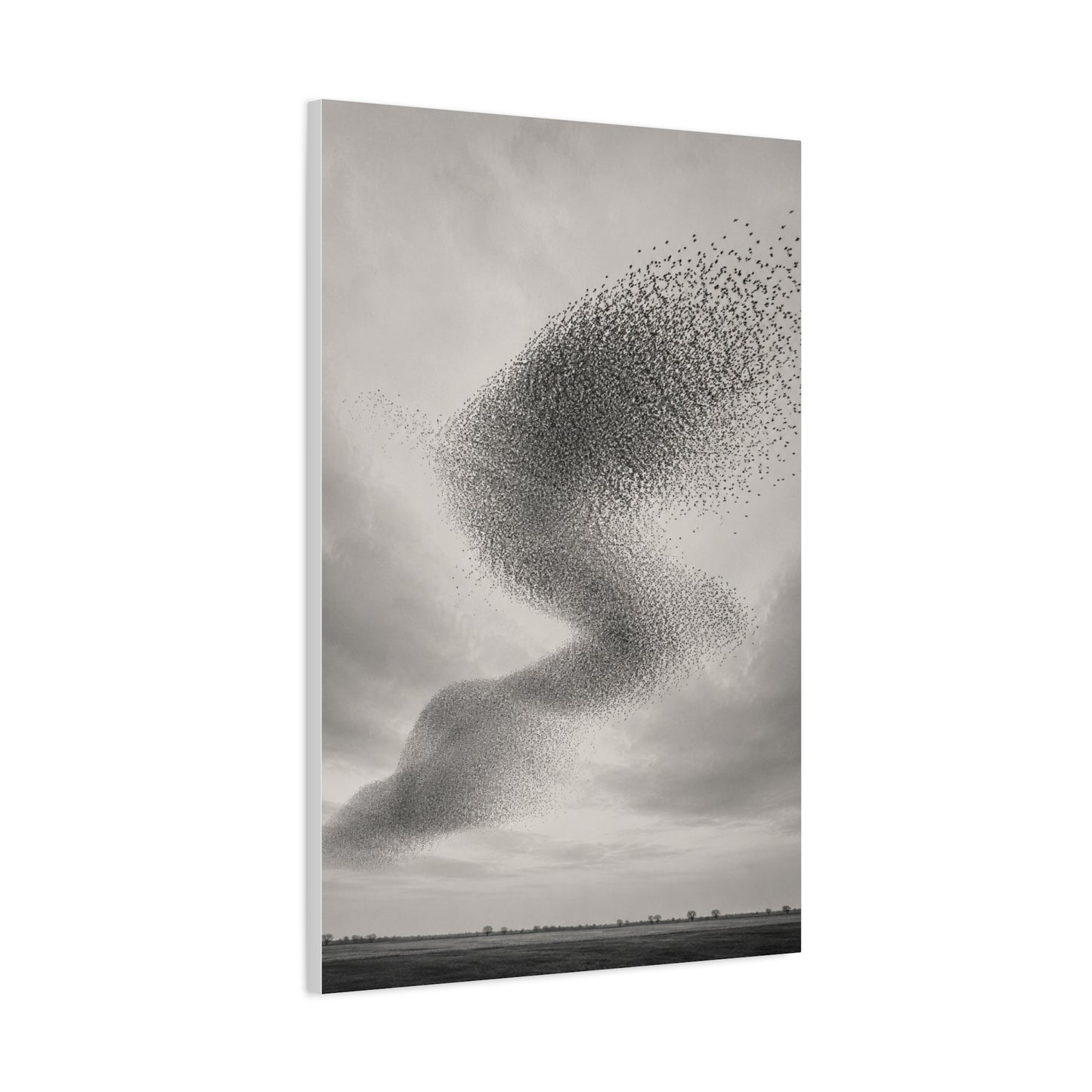 Murmuration Love Formation Monochrome Wall Art & Canvas Print